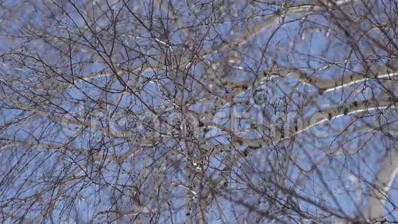 桦树枝迎风招展视频的预览图