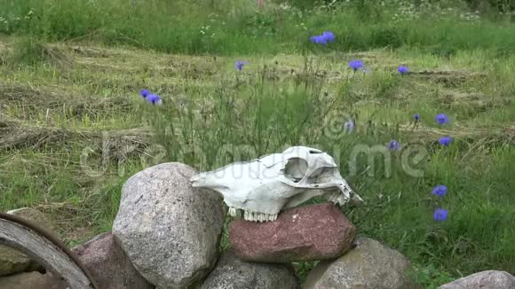农场石头和向日葵上的马头盖骨视频的预览图
