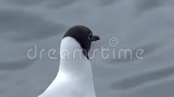 海鸥黑头呆在海边视频的预览图