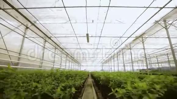 轻型工业温室里面有均匀的一排植物现代农业生长在自动化温室里视频的预览图