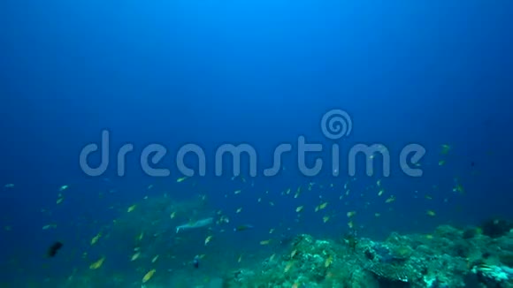 苏丹红海珊瑚中的灰礁鲨鱼视频的预览图