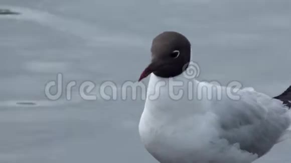 海鸥黑头呆在海边视频的预览图