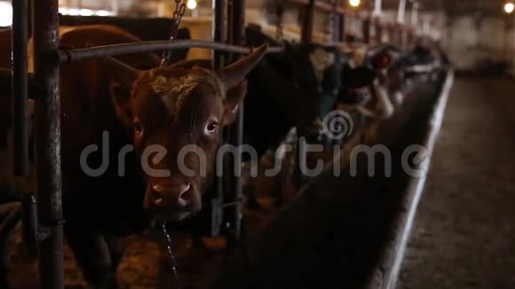 公牛和牛在马厩里视频的预览图