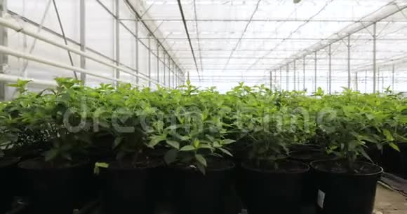 在现代温室里种植绿色沙拉和蔬菜视频的预览图