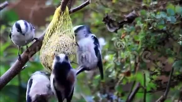 冬天吃鸟籽的长尾奶子视频的预览图