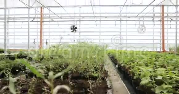 轻型工业温室里面有均匀的一排植物现代农业生长在自动化温室里视频的预览图