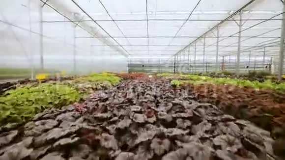 轻型工业温室里面有均匀的一排植物现代农业生长在自动化温室里视频的预览图