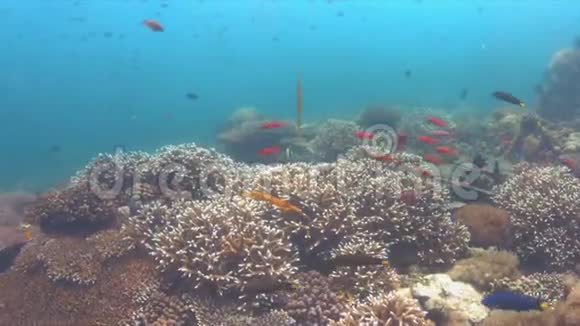 在五颜六色的珊瑚礁上的河豚4k视频的预览图