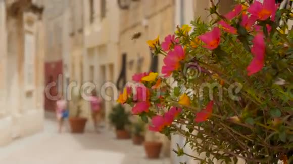 在阳光明媚的日子里粉红色的花朵装饰着明亮的街道视频的预览图