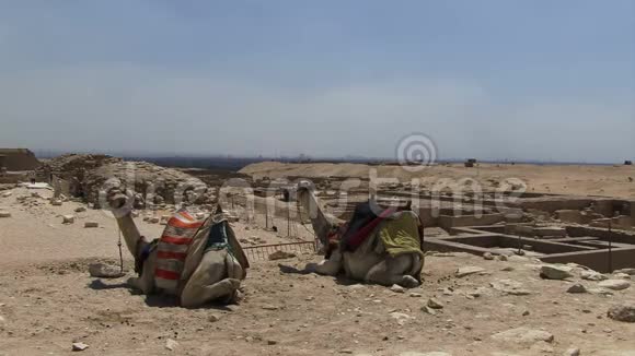 埃及的吉萨金字塔地上有骆驼视频的预览图