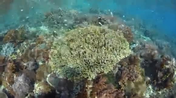 印尼浅礁上方的大坝游泳视频的预览图