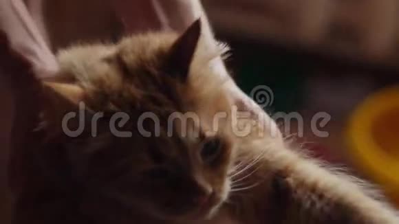 女人抚摸着躺在地板上的一只红猫关闭4k视频的预览图