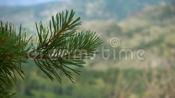 松枝带着绿色的针在美丽的山脉的背景下迎风飘扬视频的预览图