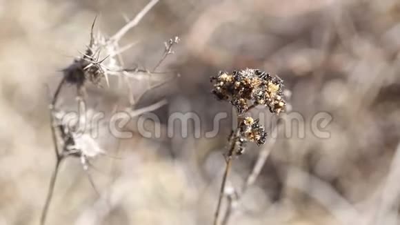 一队蚂蚁把干植物拿去储存视频的预览图