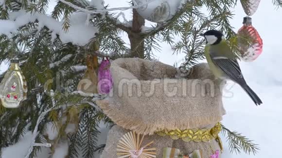 鸟从一袋种子中啄食种子在圣诞树下视频的预览图