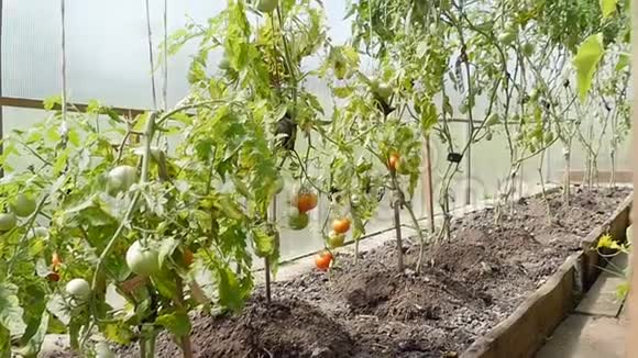 温室里有西红柿的灌木丛视频的预览图