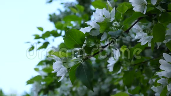 白苹果中国树的开花大自然春景带开枝高清视频画面1920x1080视频的预览图