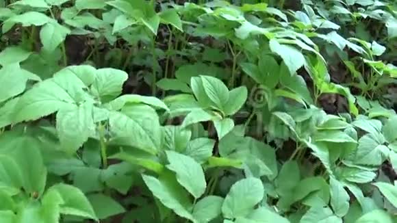 春天的豆荚草药用野生植物我们被淘汰了现场全景移镜头绿色的嫩叶视频的预览图