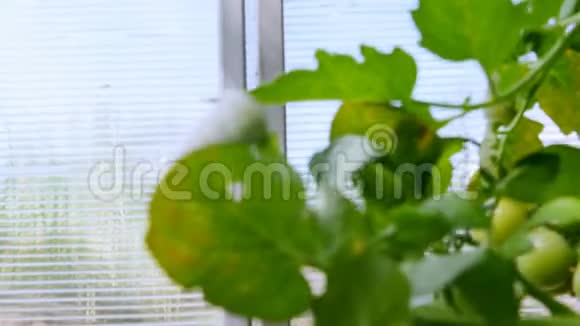 温室里种有蔬菜的灌木视频的预览图