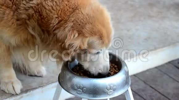 金毛猎犬在吃视频的预览图