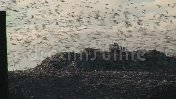 冬天海鸥飞过垃圾桶背景是英国卡车视频的预览图