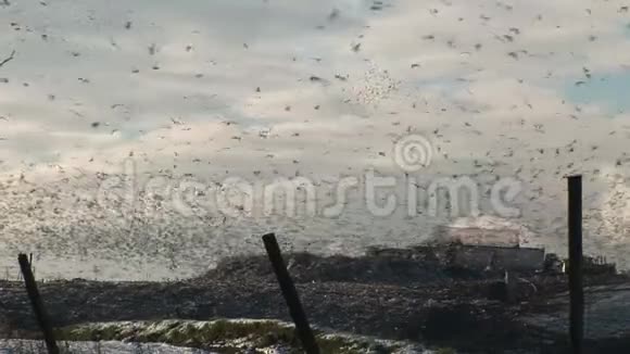 冬天海鸥飞过垃圾桶背景是英国卡车视频的预览图