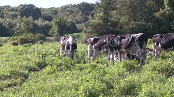 牧场放牧的奶牛9只中的5只视频的预览图