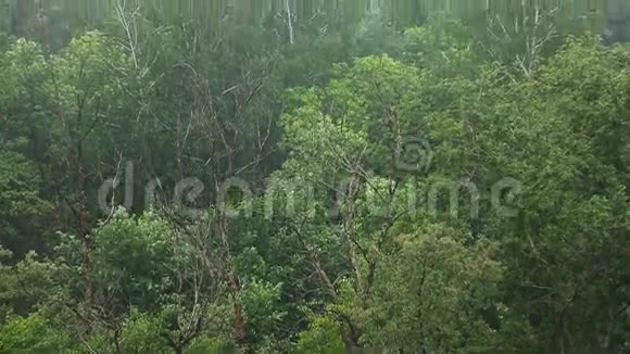 雨林视频的预览图