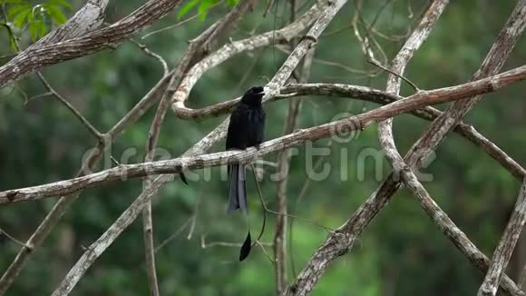 坐在树枝上的黑毛鸟视频的预览图
