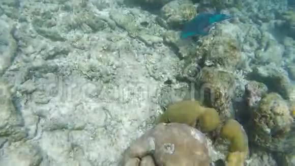 深蓝海洋中的水下珊瑚礁有五颜六色的鱼和海洋生物视频的预览图
