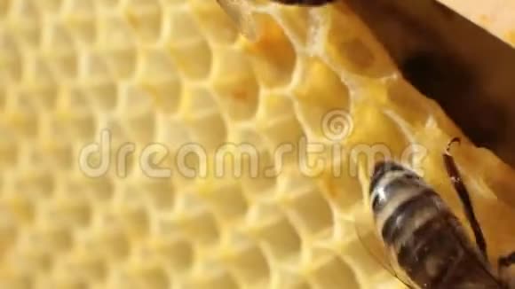 一只蜜蜂在木架上的蜂窝上爬行的特写镜头蜜蜂把蜂蜜放进蜂窝里视频的预览图