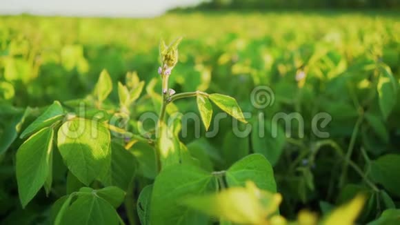 大豆在日落时盛开农业大豆种植背景视频的预览图