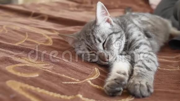 条纹猫睡觉条纹可爱的猫在一边睡觉视频的预览图