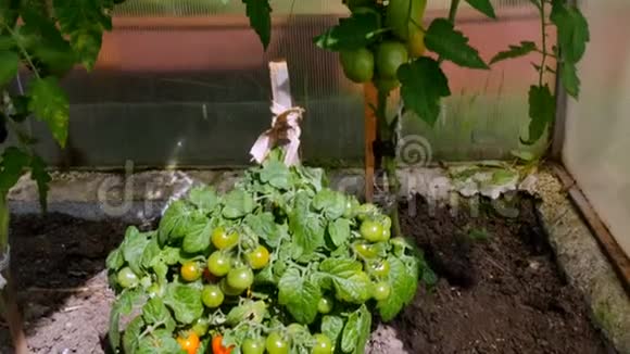 种在温室里的西红柿灌木视频的预览图