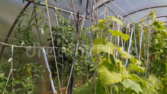 许多黄瓜生长在温室里视频的预览图