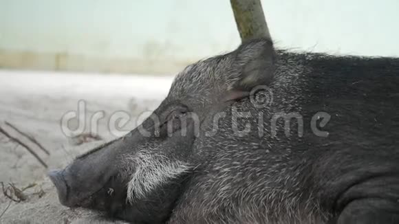 可爱的睡肥猪在树下的沙子上特写高清视频的预览图