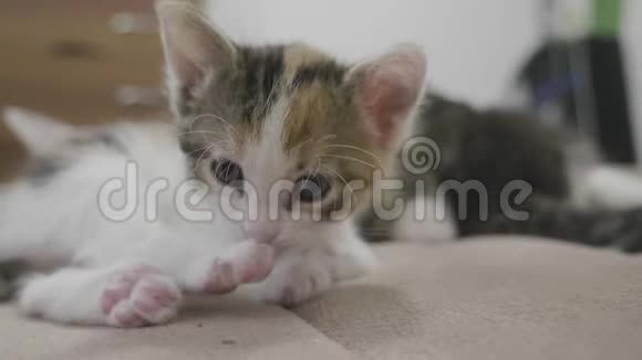 小三色小猫躺在床上慢动作视频小毛茸茸的猫宠物毛茸茸的小猫生活方式概念视频的预览图