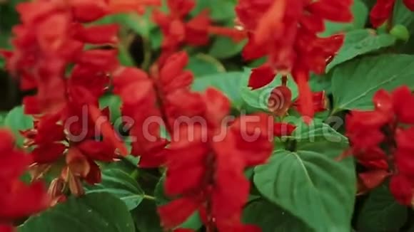 花园床上的红花视频的预览图