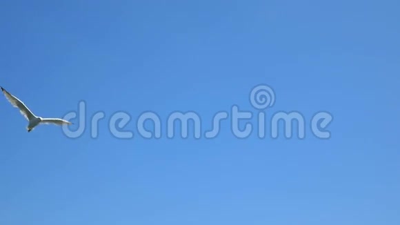 蓝天上的白海鸥视频的预览图