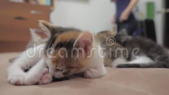 小三色小猫躺在床上慢动作视频小毛茸茸的猫宠物毛茸茸的小猫生活方式视频的预览图