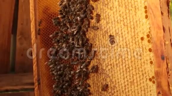 一只蜜蜂在木架上的蜂窝上爬行的特写镜头蜜蜂把蜂蜜放进蜂窝里视频的预览图