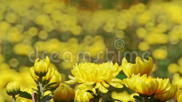 明亮阳光下的黄色菊花视频的预览图