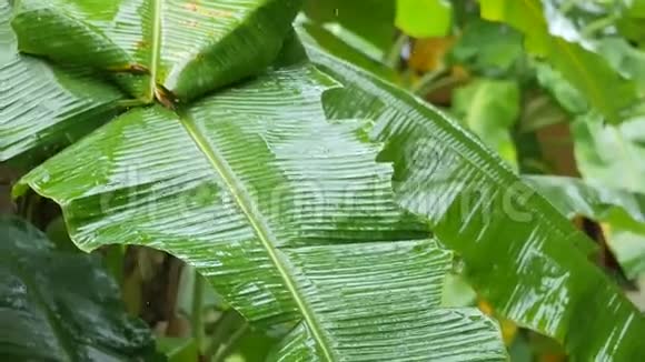 香蕉棕榈树种植园热带大雨落在香蕉叶上的水滴亚洲的雨季泰国视频的预览图