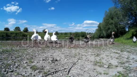 鹅家人在河岸上嬉戏视频的预览图
