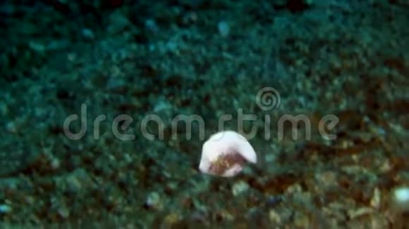 小型幼鱼隐藏在珊瑚伦贝海峡附近视频的预览图
