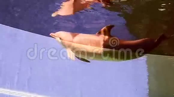海豚视频的预览图