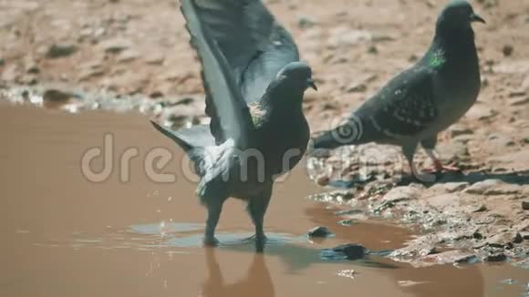 都市人在运动雨后沐浴在水坑里鸽子沐浴在生活方式中水坑在水中热夏慢视频的预览图