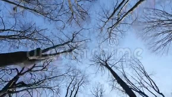 令人敬畏的秋天森林树的顶端顶着蓝天视频的预览图
