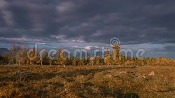 俄罗斯阿尔泰的奶牛在草地上放牧秋日多云的天空视频的预览图