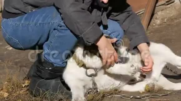 穿着牛仔裤和夹克的少年和一只小狗在链子上玩耍视频的预览图
